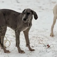 Daisy, a female Great Dane for sale in Lexington, NC – Photo 4 of 9