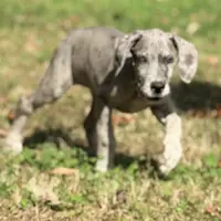 Daisy, a female Great Dane for sale in Lexington, NC – Photo 8 of 9