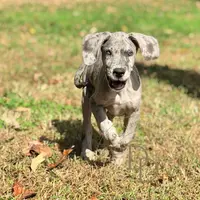 Daisy, a female Great Dane for sale in Lexington, NC – Photo 6 of 9