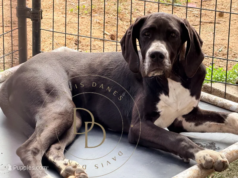Joan – Great Dane puppy for sale in Lexington, NC