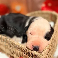 Scallywag, a male Great Dane for sale in Lexington, NC – Photo 3 of 5