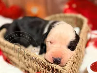 Scallywag, a male Great Dane for sale in Lexington, NC – Photo 3 of 5