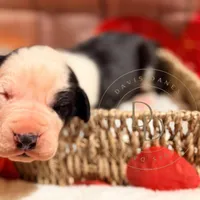 Scallywag, a male Great Dane for sale in Lexington, NC – Photo 2 of 5