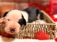 Scallywag, a male Great Dane for sale in Lexington, NC – Photo 2 of 5