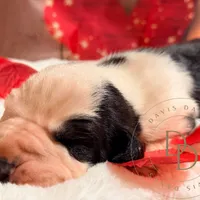 Scallywag, a male Great Dane for sale in Lexington, NC – Photo 5 of 5