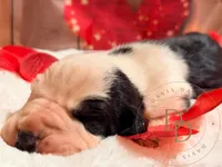 Scallywag, a male Great Dane for sale in Lexington, NC – Photo 5 of 5