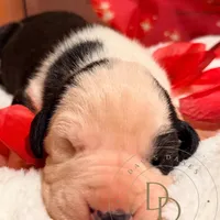 Scallywag, a male Great Dane for sale in Lexington, NC – Photo 1 of 5