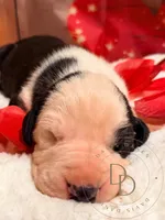 Scallywag, a male Great Dane for sale in Lexington, NC – Photo 1 of 5