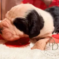 Scallywag, a male Great Dane for sale in Lexington, NC – Photo 4 of 5