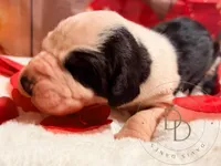 Scallywag, a male Great Dane for sale in Lexington, NC – Photo 4 of 5