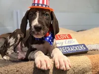 Hank, a male Great Dane for sale in Lexington, NC – 3 of 10