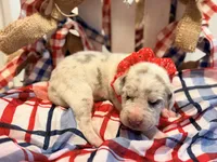 Drama, a female Great Dane for sale in Lexington, NC – 5 of 5