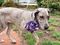 Phoebe, a female Great Dane for sale in Lexington, NC – 5 of 6