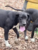 Jett, a female Great Dane for sale in Lexington, NC – 4 of 6