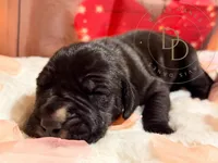 Treasure, a female Great Dane for sale in Lexington, NC – Photo 1 of 5