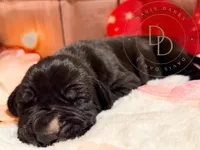 Treasure, a female Great Dane for sale in Lexington, NC – Photo 4 of 5