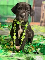 Treasure, a female Great Dane for sale in Lexington, NC – Photo 5 of 5