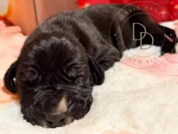 Treasure, a female Great Dane for sale in Lexington, NC – Photo 5 of 5