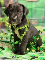 Treasure, a female Great Dane for sale in Lexington, NC – Photo 3 of 5