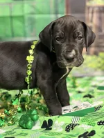 Treasure, a female Great Dane for sale in Lexington, NC – Photo 4 of 5