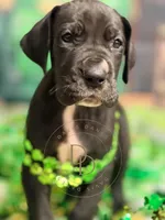 Treasure, a female Great Dane for sale in Lexington, NC – Photo 2 of 5