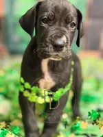 Treasure, a female Great Dane for sale in Lexington, NC – Photo 1 of 5
