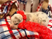 Drama, a female Great Dane for sale in Lexington, NC – 4 of 5