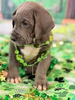 Blue Female, a female Great Dane for sale in Lexington, NC – Photo 3 of 5