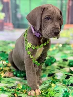 Blue Female, a female Great Dane for sale in Lexington, NC – Photo 5 of 5