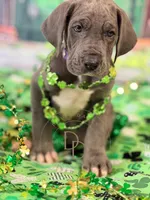 Blue Female, a female Great Dane for sale in Lexington, NC – Photo 2 of 5