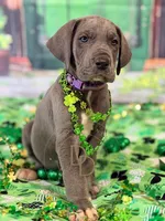 Blue Female, a female Great Dane for sale in Lexington, NC – Photo 4 of 5