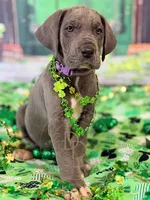 Blue Female, a female Great Dane for sale in Lexington, NC – Photo 1 of 5
