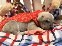 Pandora, a female Great Dane for sale in Lexington, NC – 5 of 6