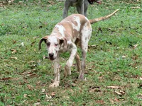 Hazel, a female Great Dane for sale in Lexington, NC – Photo 3 of 6