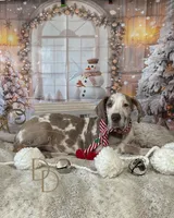 Hazel, a female Great Dane for sale in Lexington, NC – Photo 3 of 6