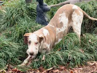 Hazel, a female Great Dane for sale in Lexington, NC – Photo 1 of 6