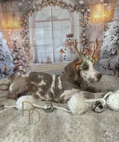 Hazel, a female Great Dane for sale in Lexington, NC – Photo 2 of 6