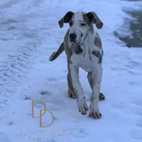 Hazel, a female Great Dane for sale in Lexington, NC – Photo 2 of 6