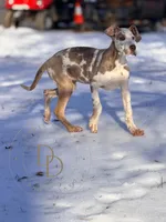 Hazel, a female Great Dane for sale in Lexington, NC – Photo 5 of 6