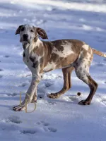 Hazel, a female Great Dane for sale in Lexington, NC – Photo 6 of 6