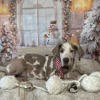 Hazel, a female Great Dane for sale in Lexington, NC – Photo 4 of 6