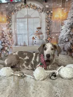 Hazel, a female Great Dane for sale in Lexington, NC – Photo 4 of 6