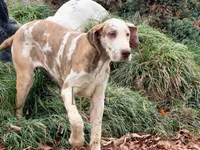 Hazel, a female Great Dane for sale in Lexington, NC – Photo 5 of 6