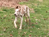 Hazel, a female Great Dane for sale in Lexington, NC – Photo 6 of 6