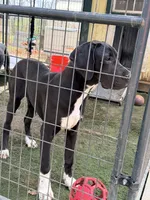 Jett, a female Great Dane for sale in Lexington, NC – 6 of 6