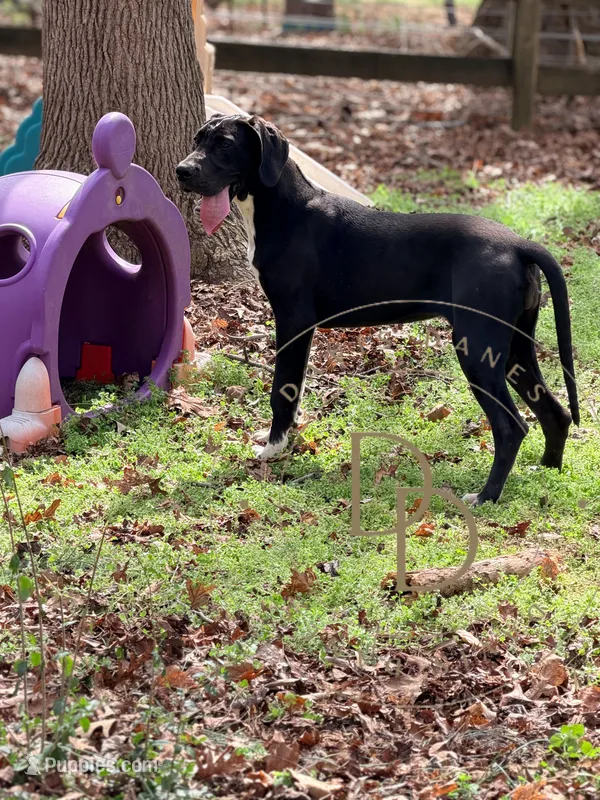 Jett – Great Dane puppy for sale in Lexington, NC