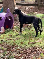 Jett, a female Great Dane for sale in Lexington, NC – 1 of 6