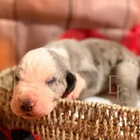 Scuttlebutt, a male Great Dane for sale in Lexington, NC – Photo 1 of 5