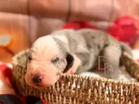 Scuttlebutt, a male Great Dane for sale in Lexington, NC – Photo 1 of 5