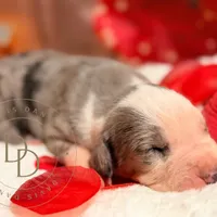 Scuttlebutt, a male Great Dane for sale in Lexington, NC – Photo 2 of 5